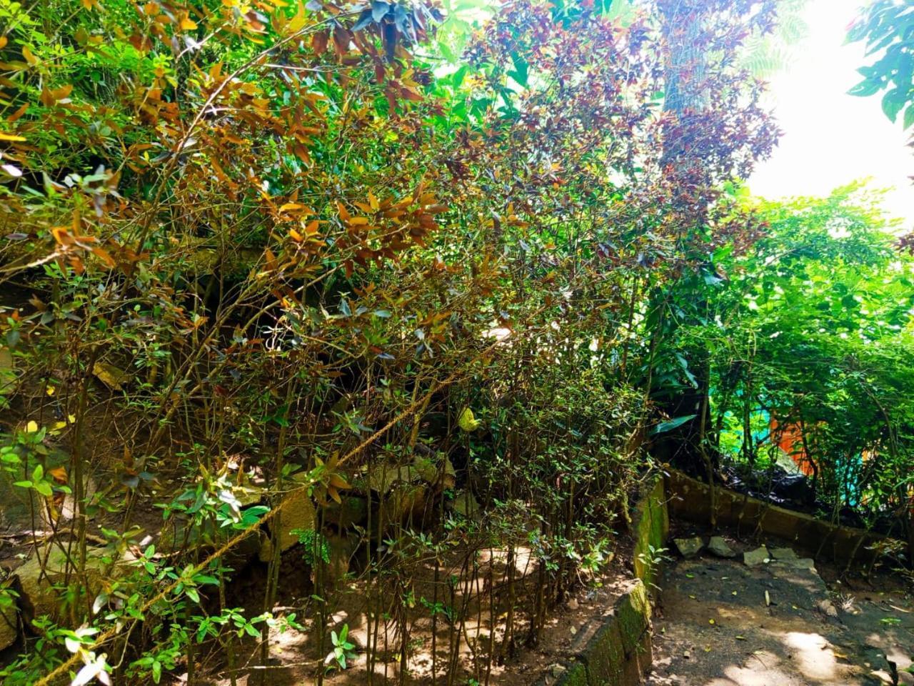 Jungle Face Inn Ella Exteriér fotografie