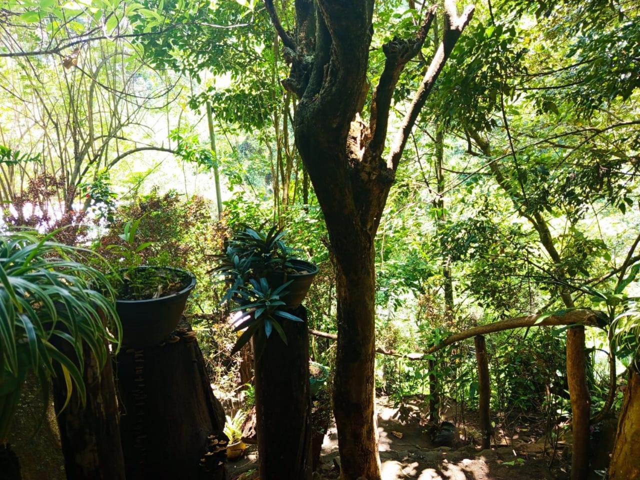 Jungle Face Inn Ella Exteriér fotografie