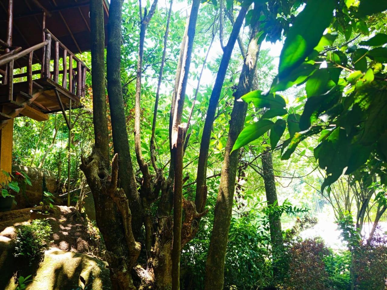 Jungle Face Inn Ella Exteriér fotografie